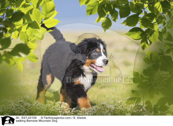 laufender Berner Sennenhund / walking Bernese Mountain Dog / SST-20109