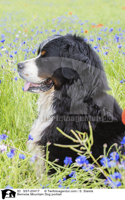 Berner Sennenhund Portrait / Bernese Mountain Dog portrait / SST-20417