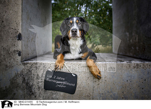 lying Bernese Mountain Dog / MHO-01455