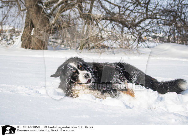 Berner Sennenhund liegt im Schnee / Bernese mountain dog lies in the snow / SST-21050