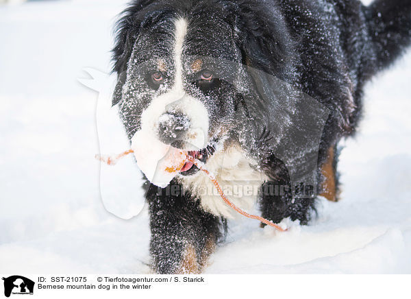 Berner Sennenhund im Winter / Bernese mountain dog in the winter / SST-21075