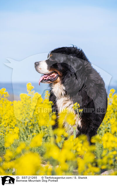 Bernese Mountain Dog Portrait / SST-21265