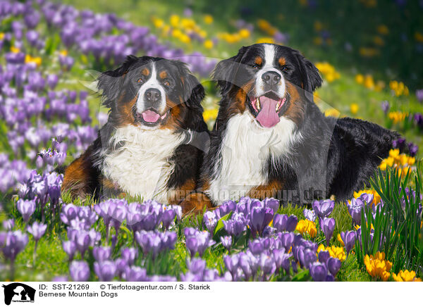 Berner Sennenhunde / Bernese Mountain Dogs / SST-21269