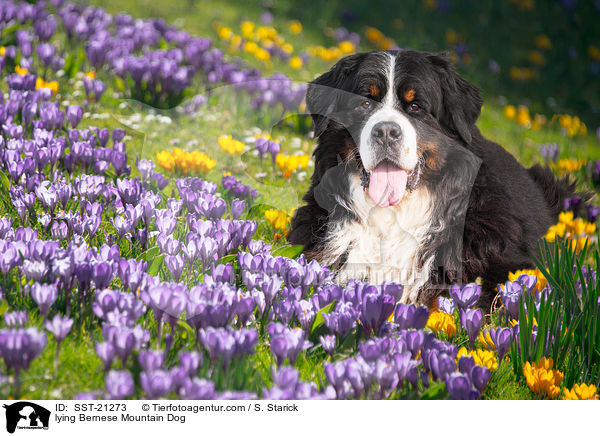 liegender Berner Sennenhund / lying Bernese Mountain Dog / SST-21273