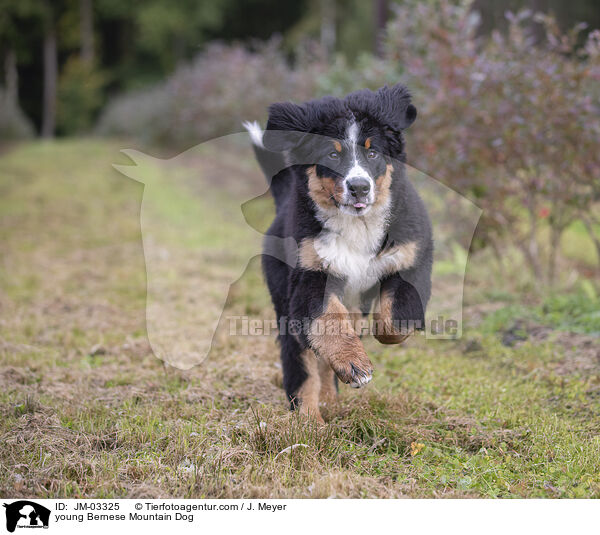 young Bernese Mountain Dog / JM-03325