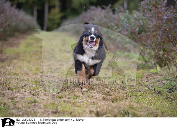 young Bernese Mountain Dog / JM-03328