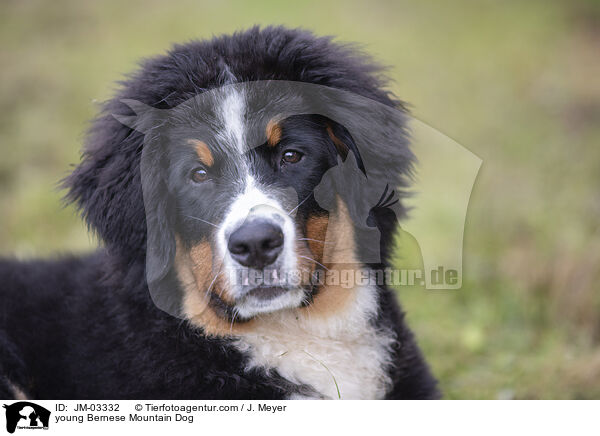young Bernese Mountain Dog / JM-03332