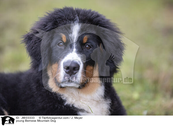 young Bernese Mountain Dog / JM-03333