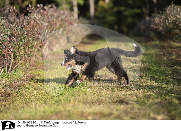 young Bernese Mountain Dog / JM-03336