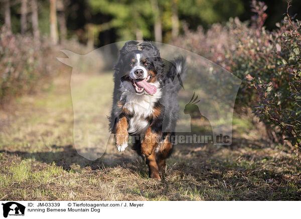running Bernese Mountain Dog / JM-03339
