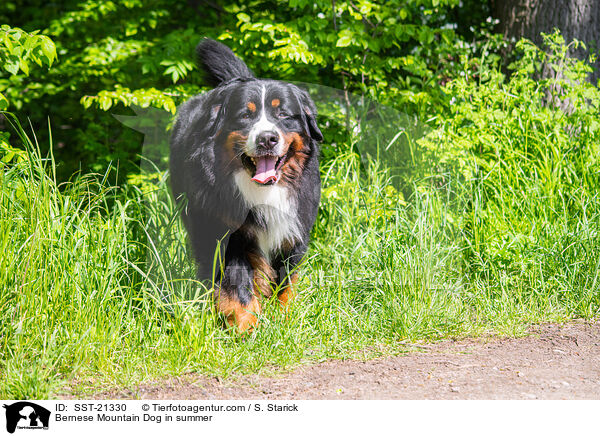 Bernese Mountain Dog in summer / SST-21330