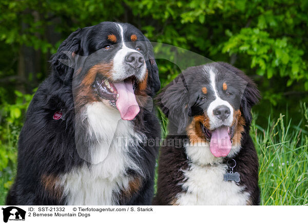 2 Bernese Mountain Dogs / SST-21332