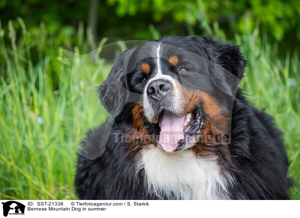 Bernese Mountain Dog in summer / SST-21338