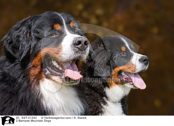 2 Berner Sennenhunde / 2 Bernese Mountain Dogs / SST-21342