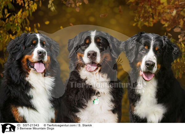 3 Berner Sennenhunde / 3 Bernese Mountain Dogs / SST-21343