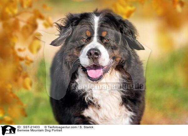 Berner Sennenhund Portrait / Bernese Mountain Dog Portrait / SST-21403