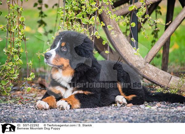 Bernese Mountain Dog Puppy / SST-22292