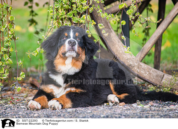 Bernese Mountain Dog Puppy / SST-22293
