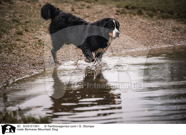 male Bernese Mountain Dog / SVS-01361