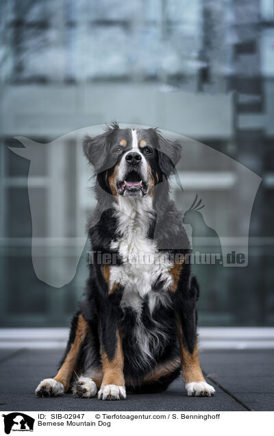 Bernese Mountain Dog / SIB-02947