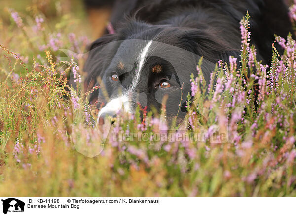 Bernese Mountain Dog / KB-11198