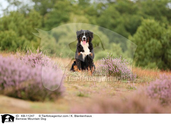 Berner Sennenhund / Bernese Mountain Dog / KB-11247