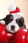 Bernese Mountain Dog Puppy