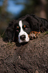 lying young Bernese Mountain Dog