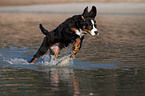 running young Bernese Mountain Dog