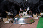 Bernese Mountain Dog Puppies