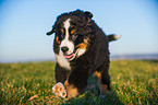 Bernese Mountain Dog Puppy