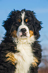 Bernese Mountain Dog Puppy