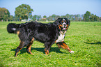 walking Bernese Mountain Dog