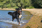 walking Bernese Mountain Dog