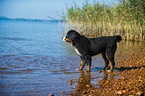 Bernese Mountain Dog