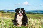 lying Bernese Mountain Dog