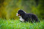 Bernese Mountain Dog Puppy