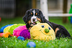 Bernese Mountain Dog Puppy