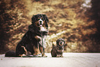 Bernese Mountain Dog with Dachshund