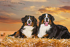 2 Bernese Mountain Dogs