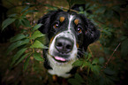 Bernese Mountain Dog portrait