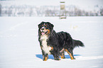 Bernese mountain dog stands in the snow