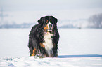 Bernese mountain dog stands in the snow