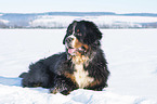 Bernese mountain dog lies in the snow