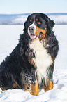 Bernese mountain dog sits in the snow