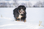Bernese mountain dog in the winter