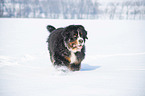 Bernese mountain dog walks through the snow