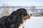 Bernese mountain dog portrait