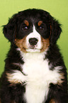 Bernese Mountain Dog Puppy