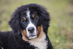 young Bernese Mountain Dog